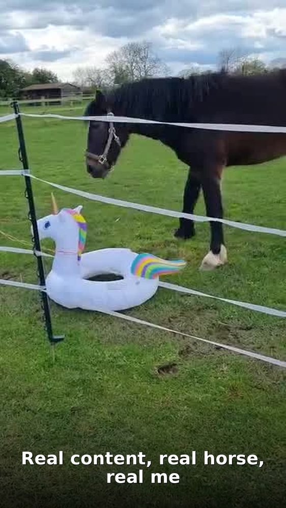 UGC Portfolio unicorn